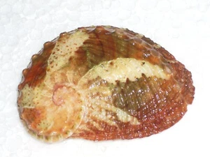 HALIOTIS OVINA MONSTER - Picture 1 of 2