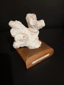 Corail Naturel Ancien de Martinique sur socle en bois années  1950's  - Imagen 1 de 11