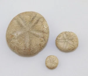 Riccio di mare, Sismondia occitana, Terziario, Eocene, La Parc, Medoc, Francia -L292 - Foto 1 di 6