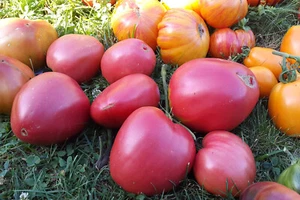 10 graines de tomate rare Cœur de bœuf Rose ukrainien tomato seeds méth.bio - Imagen 1 de 11