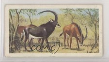 1963 Brooke Bond Wildlife in Danger Tea Giant Sable Antelope #22 0e3