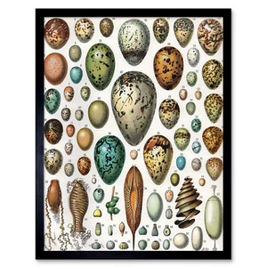 Millot Natur Enzyklopädie Seite Vielfalt Eier Eizellen Gerahmter Druck 30x40 cm - Bild 1 von 29