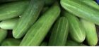Asian/Bangladeshi Vegetable Cucumber Kirah ???????? ??? - 20  Seeds