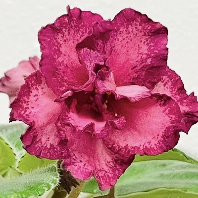 Planta violeta africana. EK- Royal Luxury. Planta grande. Enormes flores, ¡muy raras! Foto 1 de 4