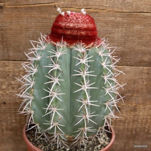 Maceta M94 MELOCACTUS BAHIENSIS MUY ANTIGUA17-H26-W16 cm MaMa Cactus - Imagen 1 de 4