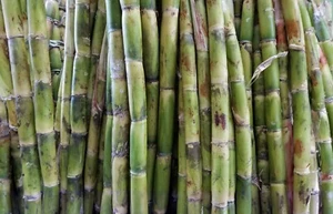 Fresh Sugar Cane Sugarcane Saccharum (5 lbs)  The Actual Fruit (Green or Purple) - Picture 1 of 3