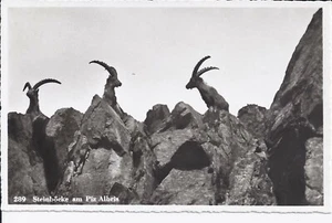 079 Capricornio en Piz Albris Grisones 1940 - Imagen 1 de 2