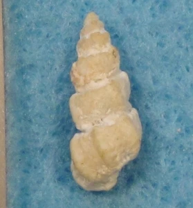 Epitonium Cirsotrema Dalli 15+mm Bagger 100 Klafter WNW trockener Tortugas - Bild 1 von 4