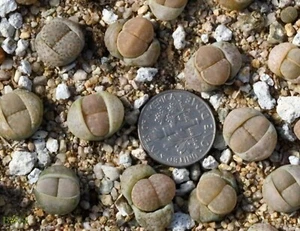 Plant -one- Lithops amicorum 'Freckled Friend' - Picture 1 of 2