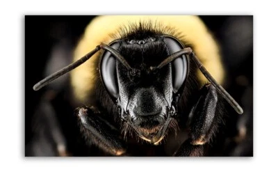 BOMBUS AURICOMUS Macro GOLDEN BUMBLE BEE Photo Print (Borderless) Poster 19x13" - Image 1 of 2