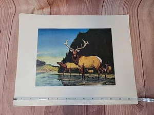 Vintage Weyerhaeuser Olympic Elk Print By Bruce Bomberger 1974 - Bild 1 von 5