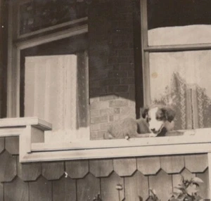 Playful Puppy on Porch Cozy Australian Shepherd Dog 1930s - Picture 1 of 3