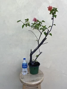Spectacular Bougainvillea Bonsai- Rare Old Growth Pink Orange Flowers Pre Bonsai - Picture 1 of 12