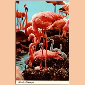 Postcard Florida Graceful Flamingos and Their Young - Picture 1 of 4
