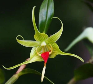 Dendrobium Tobaense. Orchid seedling - Picture 1 of 3