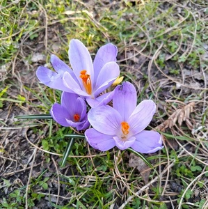 @ (◕‿◕)\\@  Krokus " Barrs Purple " - Bild 1 von 1