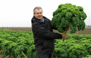 50 semi CAVOLO VERZA GIGANTE + OMAGGIO - Foto 1 di 5