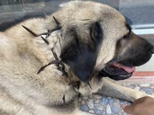 spiked collar - handmade, traditional anatolian shepherd dog (çengel) collar