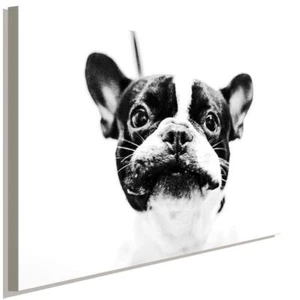 Französische Bulldogge Schwarz-Weiß AK Art Bilder Kunstdruck Made in Germany XXL - Bild 1 von 5