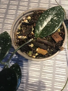 (7K)Rare Hoya Wilbur Graves shiny thick silvery splashy leaves established Plant - Picture 1 of 3
