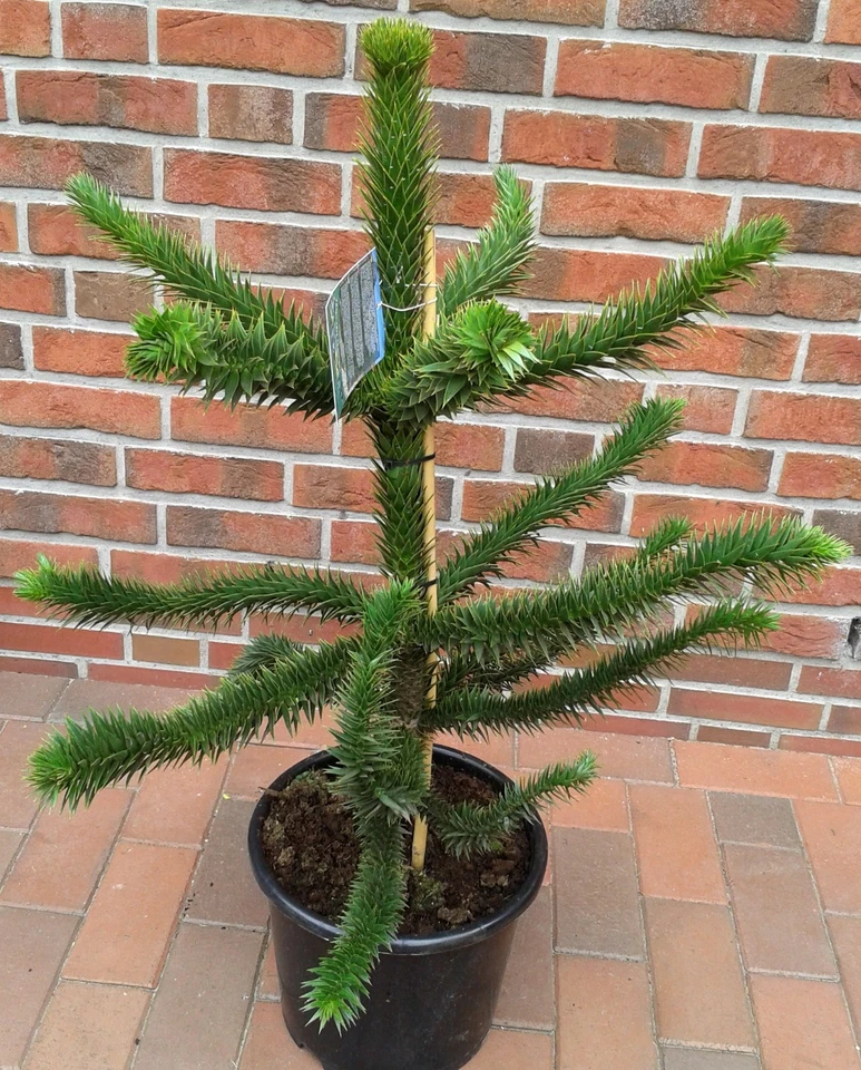 Araucaria araucana (90-100 cm), Schmucktanne, Affenbaum, Affenschaukel + Dünger - Bild 1 von 1