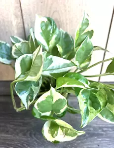 Pothos N Joy Perlen und Jade - D Efeu Zimmerrebe lebende Pflanze im 4"Topf bunt - Bild 1 von 4