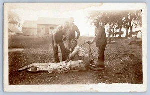 Men Using Sheep Shearing Machine Real Photo Postcard RPPC 1904-18 - Picture 1 of 2