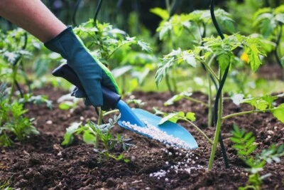 FERTILIZANTE 10 LIBRAS TODO USO 10-10-10 PARA HUERTO Y FRUTA, CÉSPED Y MÁS Foto 1 de 4