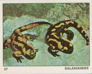 Top Sellers Card - Animals of The World - Card No 27 - Salamander - Picture 1 of 2
