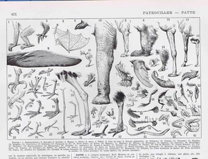 ANIMAL PAWS, FEET, CLAWS -1932 French Illustrated Leaf - Picture 1 of 2