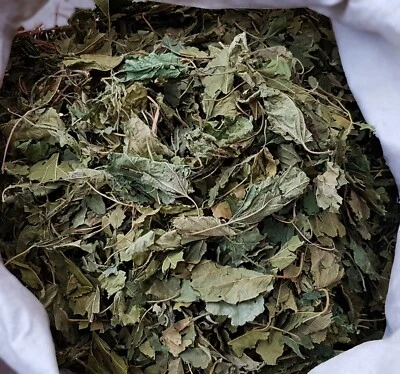 1 Kilo - 2 Kilo  MAULBEERBAUM BLÄTTER  - für alle Nager - Bild 1 von 3