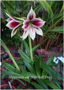 Hippeastrum papilio - 1 plant