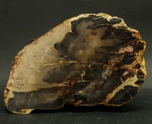 1801GR BEAUTIFULL HORSE PICTURE POLISHED NATURAL PETRIFIED WOOD SLAB SPECIMEN - Picture 1 of 10