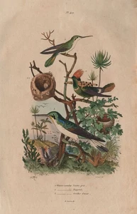 HUMMINGBIRDS. Green and white. Tufted Coquette. Violetear 1833 old print - Picture 1 of 1