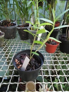 Dendrobium Spathilingue 1 - Imagen 1 de 2