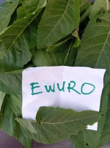 Ewe EWURO, Oveja EWURO IFA Lukumi Osha Religión Yoruba, Ifa Tradicional ,rare - Imagen 1 de 1