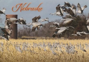 Cartolina ricordo continentale Sandhill Cranes Platte River Nebraska non spedita - Foto 1 di 2
