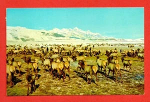 WILD ELK HERD Jackson Hole Wyoming US postcard animal bird mountain snow bird - Picture 1 of 2