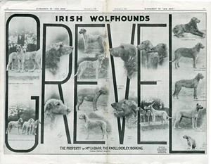 IRISH WOLFHOUND OUR DOGS 1929 DOUBLE PAGE GREVEL KENNEL BREED ADVERT PRINT b216 - Picture 1 of 1