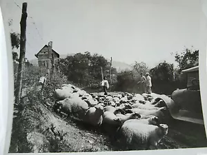 ORIGINAL VINTAGE PHOTOGRAPHIC PRINT "HERDING SHEEP BLUE RIDGE MT" EARLY 1920'S - Picture 1 of 1