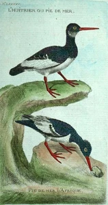 L'HUITRIER HAEMATOPUS gravure estampe illustration Les Oiseaux de Martinet 1790 - Picture 1 of 2