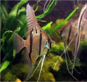 XL 5-6" Peruvian Spotted Altum Angelfish / Pterophyllum scalare ’Rio Nanay’ - Picture 1 of 2
