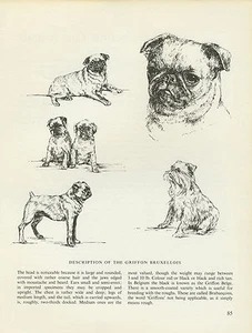 BRUSSELS GRIFFON BRUXELLOIS VINTAGE PRINT SKETCH PAGE ARTIST BRIDGET OLERENSHAW - Picture 1 of 1