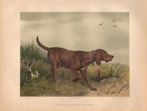 Hochläufiger deutscher Hühnerhund.   (Chromolithographie von 1897). - Bild 1 von 1
