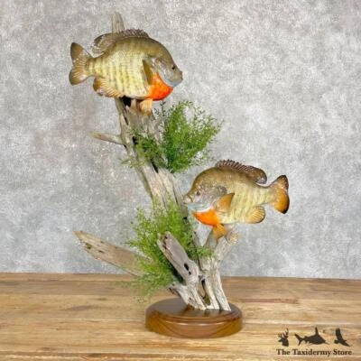 #24689 WC | Par Bluegill taxidermia de agua dulce montaje para peces en venta Foto 1 de 4