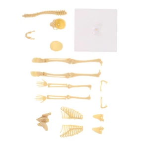 Jouets De Modèle Squelette Humain Homme Mannequin Simulation Anatomie Du Corps - Imagen 1 de 12