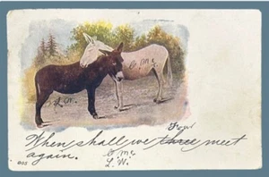2 Affectionate Donkeys • Posted 1905 Sulphur Springs Colorado • Embossed - Picture 1 of 2