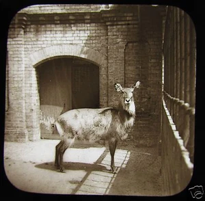 Linterna Mágica de Vidrio Diapositiva SING SING ANTELOPE C1900 TOMADA EN UN ZOO - Imagen 1 de 2