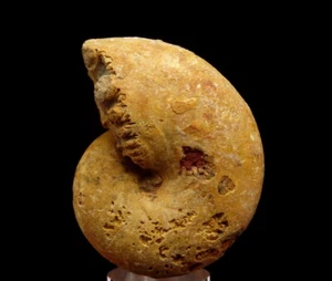 AMMONITE Ptychophylloceras - GIURASSICO - MADAGASCAR Morondava Bacino /pf056 - Foto 1 di 8