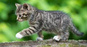 Sony Handycam CCD-TRV94E Hi8 + Video8 Camcorder, viel Zubehör - Bild 1 von 24